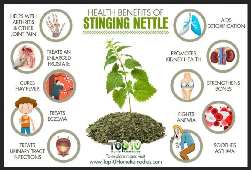 Wild Stinging Nettle Elixir