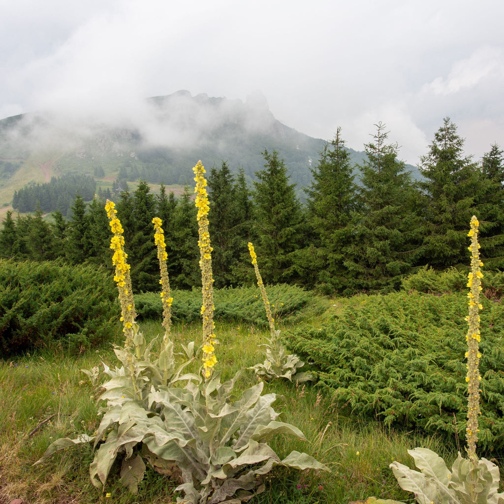 Mullein Leaf & Bloom Elixir