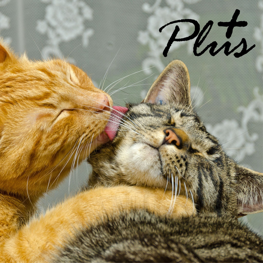 TryClean Plus Bundle